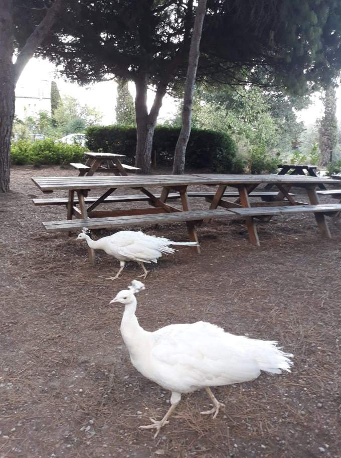 Balade Maguelone Les Jolies Quinquas 9