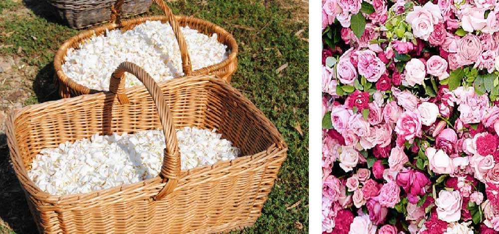 récolte-Grasse Jasmin, rose