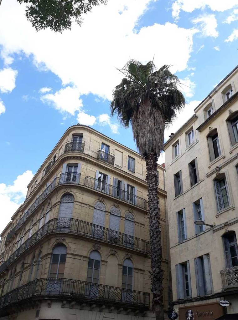 Palmier-Montpellier- rue de la Loge
