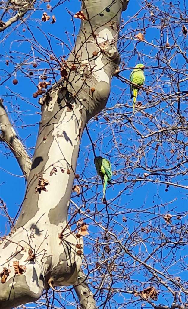 Perruches-Montpellier-gros plan