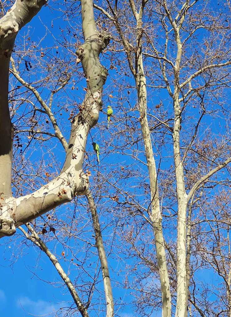 Perruches-Montpellier